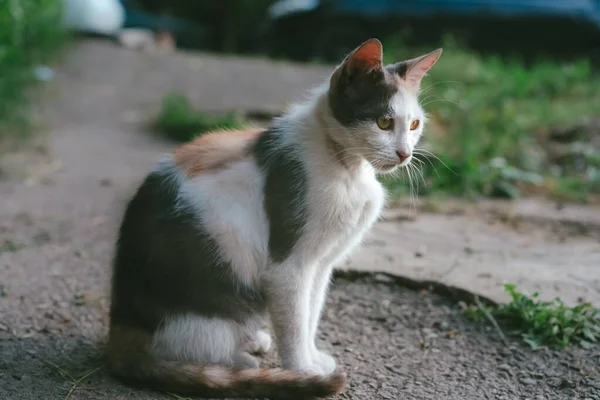 Chat Sans Abri Assis Sur Sol — Photo