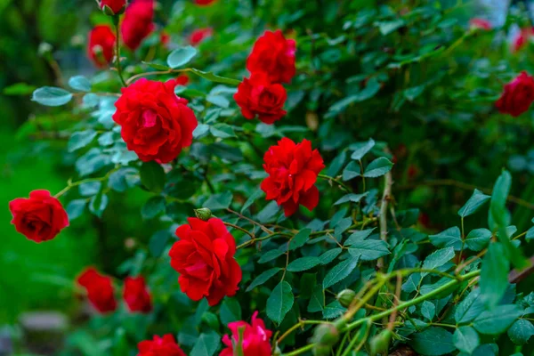 Цвітіння Куща Троянди Зеленим Листям — стокове фото