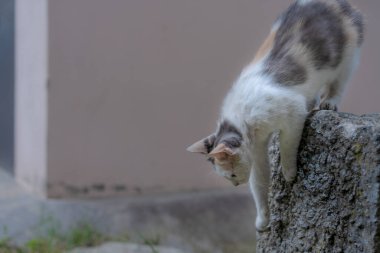 Evsiz kedi usulca aşağı iner.