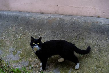 Siyah kedi sokakta yürüyor.