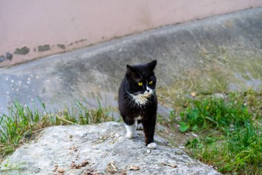 Siyah kedi sokakta yürüyor.