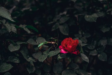 Çiçek açan gül tomurcukları toprakta büyüyor.