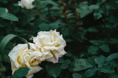 Çiçek açan gül tomurcukları toprakta büyüyor.