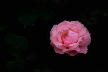 Yapraklardan oluşan bir arka planda açan pembe gül