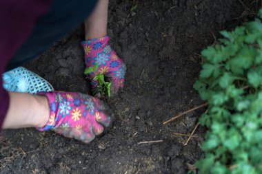 Bahçeye bitki ekiyorum.