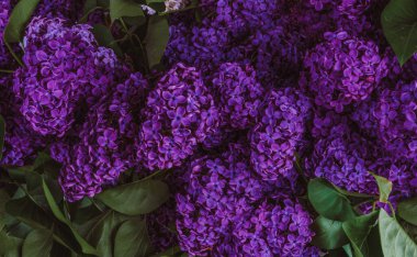 Beyaz arka planda çiçek açan leylak dalı