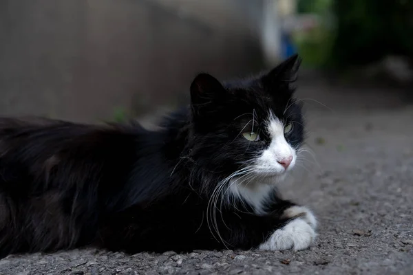 Dakloze Zwarte Kat Met Een Witte Muilkorf Witte Poten — Stockfoto