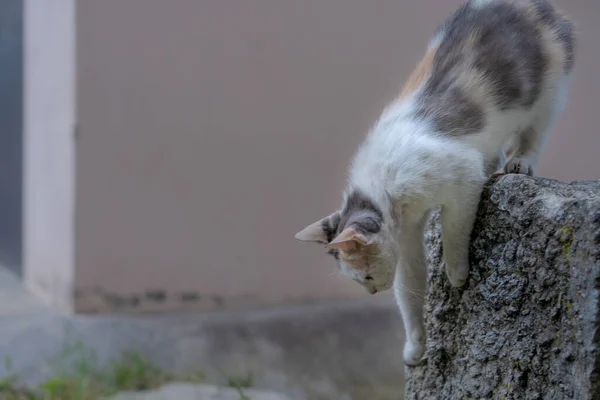 Evsiz Kedi Usulca Aşağı Iner — Stok fotoğraf
