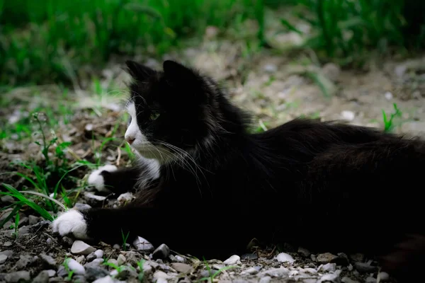 Бездомная Кошка Лежит Земле — стоковое фото