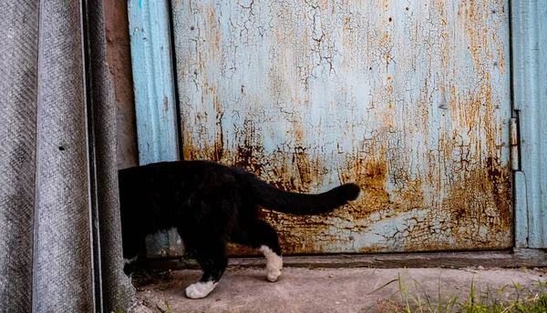 躲在街上的黑猫 — 图库照片