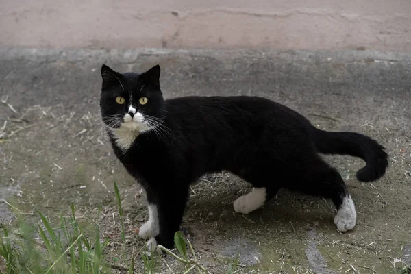Чорний Кіт Гуляє Вулиці — стокове фото