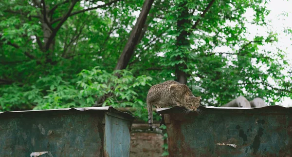 Katt Sitter Papperskorgen — Stockfoto