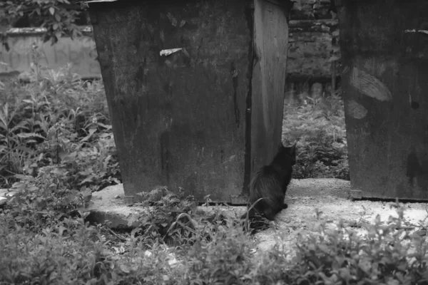 쓰레기통 근처에 집없는 고양이 — 스톡 사진
