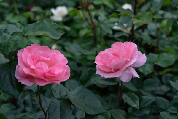 Botões Floridos Rosas Rosa Com Folhas Verdes — Fotografia de Stock