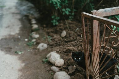 Kara kedi köşede dikizliyor.