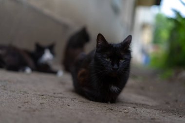 Diğer kedilerin arka planında kara kedi