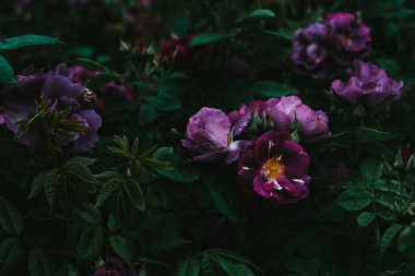 Büyüyen mor gül çalıları