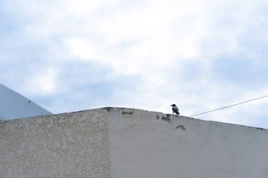 Bir karga gökyüzüne karşı bir çatı rafında oturur.