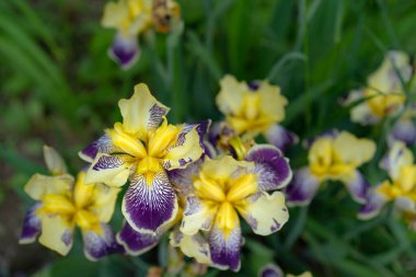 Toprakta büyüyen büyüyen irisler