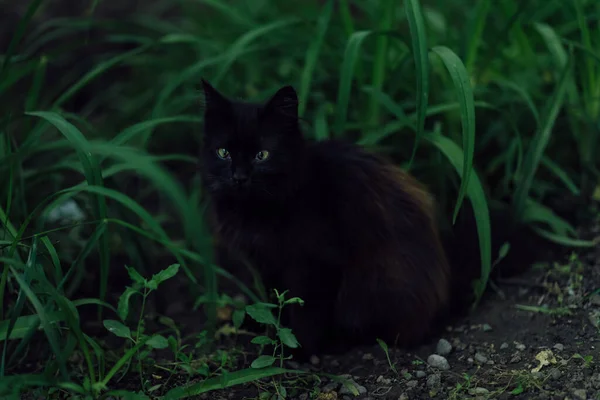 黑猫在绿色植物的衬托下坐在地上 — 图库照片