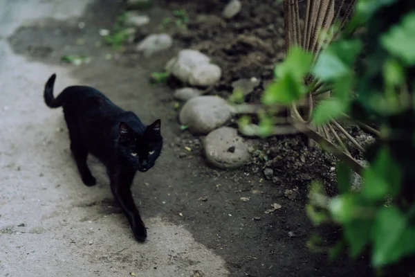 Gatto Nero Che Cammina Strada — Foto Stock