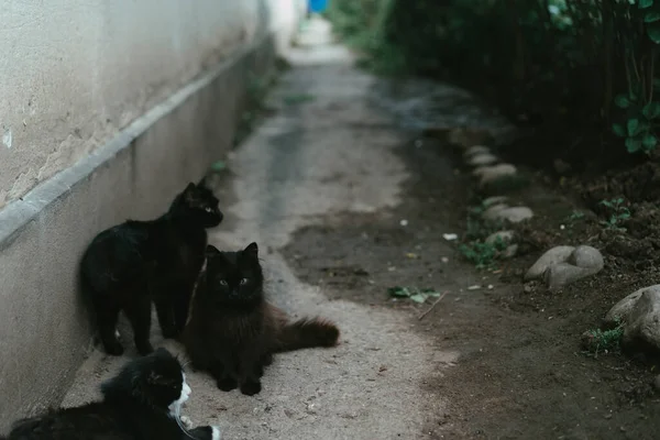 Colección Gatos Negros Calle — Foto de Stock