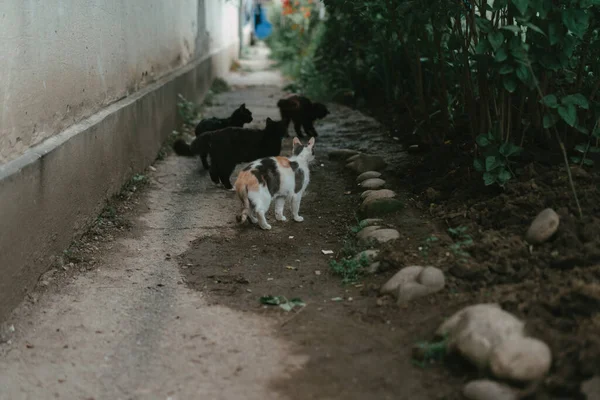 Homeless Black Cats White Cat — Stock Photo, Image