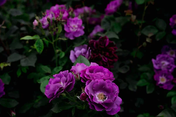 Cultivando Flores Rosas Púrpuras — Foto de Stock