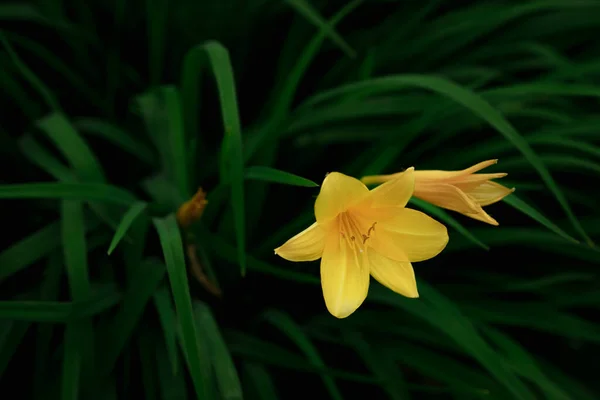 Bush Kvetoucí Žluté Lilie — Stock fotografie