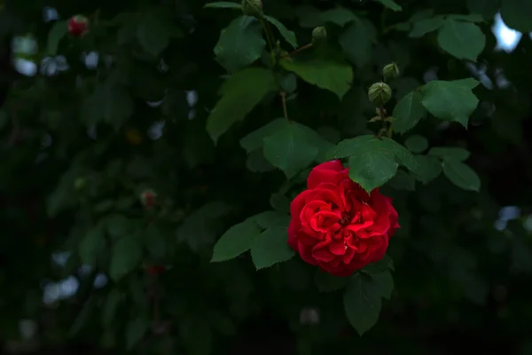 葉を背景にバラの茂みを咲かせます — ストック写真