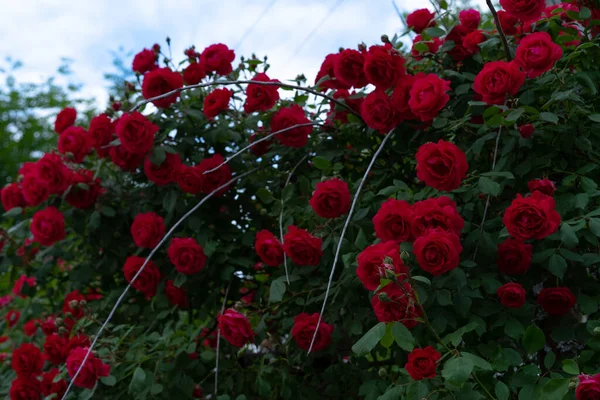 Квітучий Кущ Троянди Фоні Листя — стокове фото