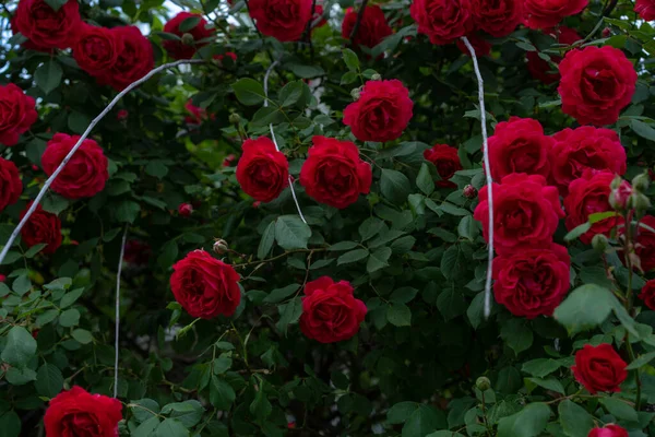 Kwitnący Krzak Róży Tle Liści — Zdjęcie stockowe