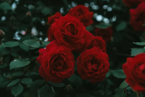 Yeşil yapraklı güller