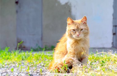 Sokak kedisinin oturduğu yere bak.
