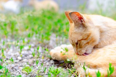Kızıl kedi sokakta kendini yalıyor.
