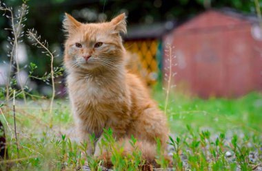 Kızıl bir kedinin özenli bakışı.