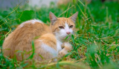 Evsiz kedi çimenlerde yatıyor.