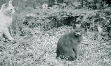 Evsiz güzel kedi yerde oturuyor.