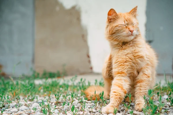 Vörös Macska Megkarmolja Magát Mancsával — Stock Fotó