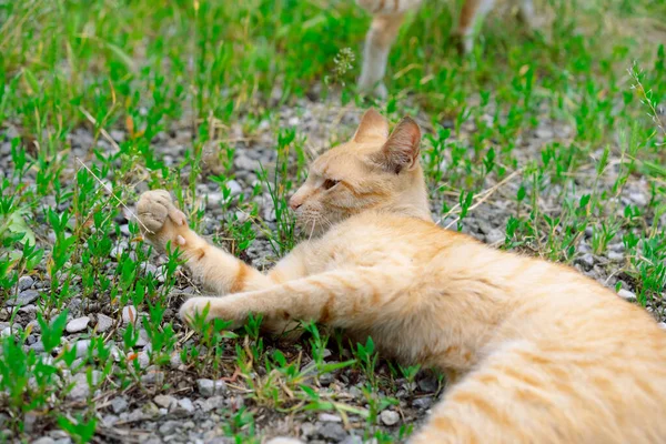 Chat Rouge Couché Sur Sol — Photo