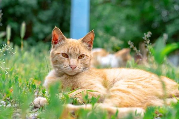 Egy Vörös Macska Pillantása Fekszik Földön — Stock Fotó