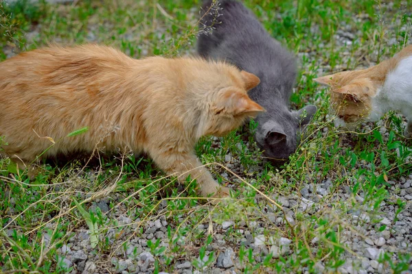 Les Chats Sans Abri Sont Recherche Nourriture Sur Terre — Photo