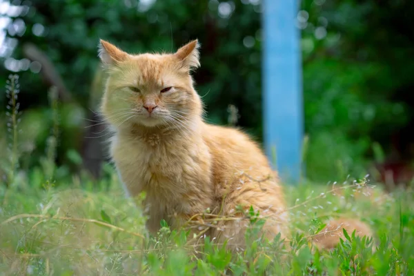 Bezdomny Piękny Kot Siedzi Trawie — Zdjęcie stockowe