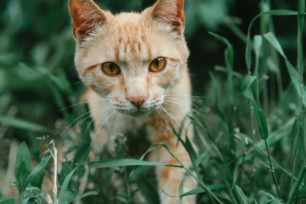 Кіт Прокрадається Через Зелену Траву — стокове фото