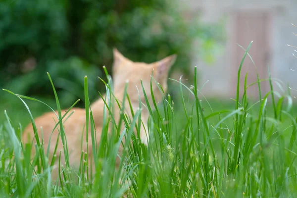 Silhouette Cat Sitting Grass — Stock Photo, Image