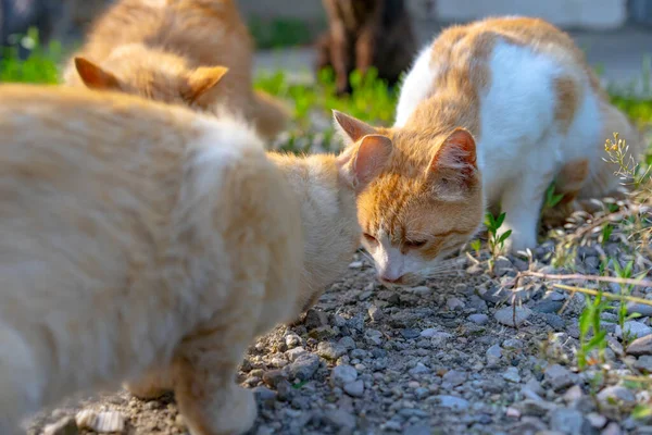 ホームレスの猫が路上で食べる — ストック写真