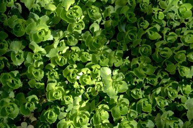 Arkaplan ve doku olarak dekoratif bitki