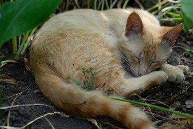 Kedi bitkilerin arasında uyuyor.