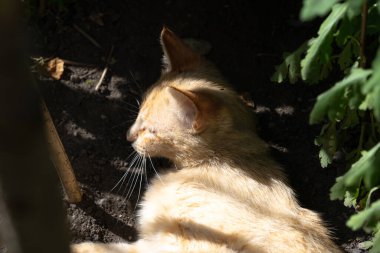Kedi gölgedeki bitkilerin yanında dinleniyor.