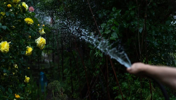 Zavlažování Rostlin Proudem Vody — Stock fotografie